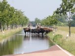 Tiere werden aus der Gefahrenzone getrieben.